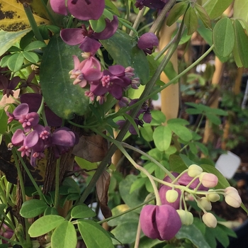 Akebia quinata - Chocolate Vine