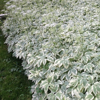 Aegopodium podagraria - Snow on the Mountain