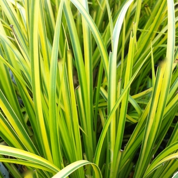 Acorus gramineus - Sweet Flag 'Oborozuki'