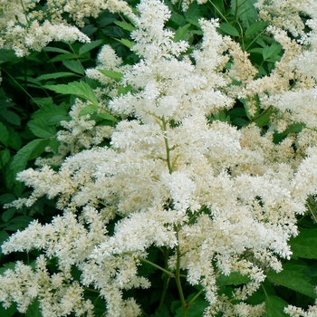 Astilbe x arendsii - Astilbe 'Bridal Veil'