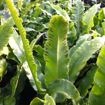 Asplenium scolopendrium - Fern 'Hart's Tongue'