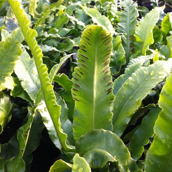 Asplenium scolopendrium - Hart's Tongue Fern