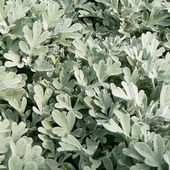 Artemisia stelleriana 'Silver Brocade' - Dusty Miller