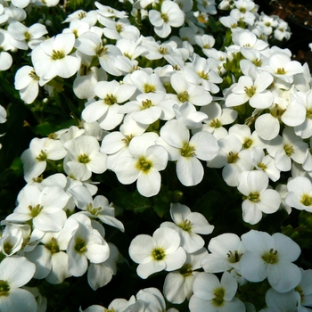 Arabis caucasica - Rock Cress 'Snowcap' 