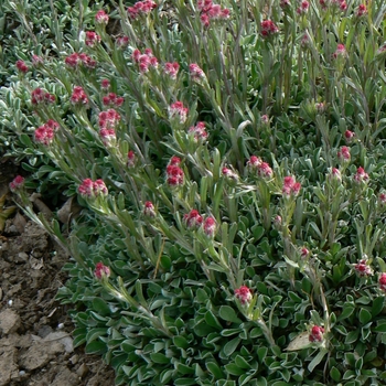 Antennaria dioica - Pink Pussytoes 'Rubra' 