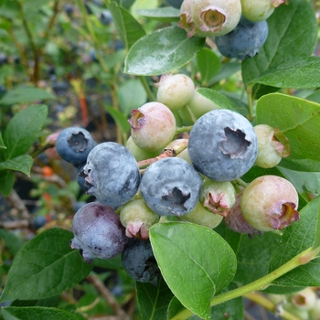 Vaccinium corymbosum - Blueberry 'Reka'