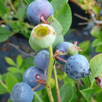 Vaccinium - Blueberry 'Polaris'