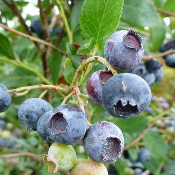 Vaccinium corymbosum - Blueberry 'Duke'