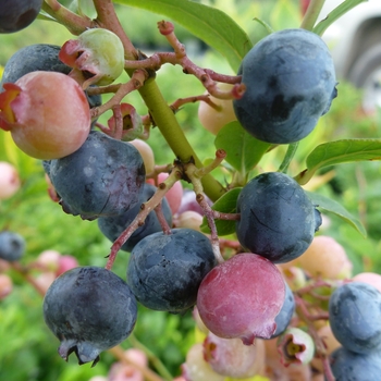 Blueberry 'Nocturne' - Black Blueberry