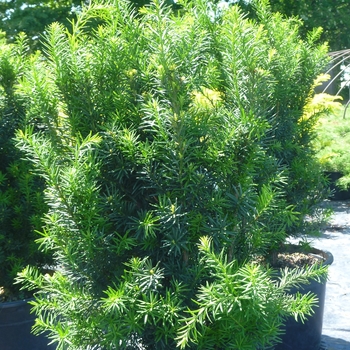Taxus x media - Yew 'Hicks'