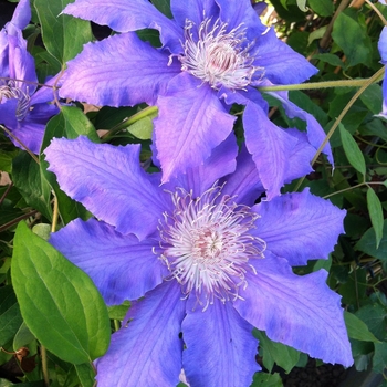 Clematis - Clematis 'Countess of Lovelace'