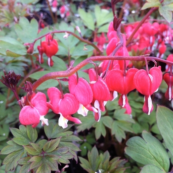 Dicentra spectabilis - Bleeding Heart 'Valentine'