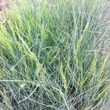 Festuca glauca - Fescue 'Pepindale Blue' Festuca glauca - Fescue 'Pepindale Blue'