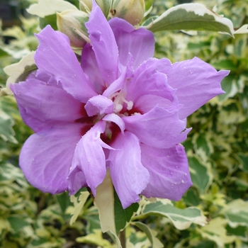 Hibiscus syriacus - Rose of Sharon 'Variegated'