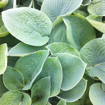 Hosta - Hosta 'Bressingham Blue'