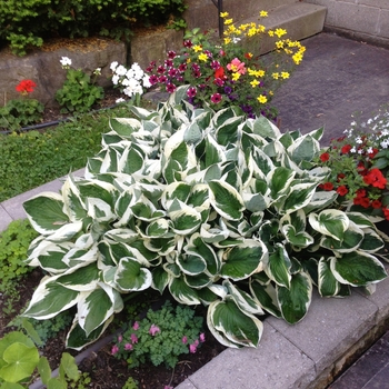 Hosta - Hosta 'Patriot'