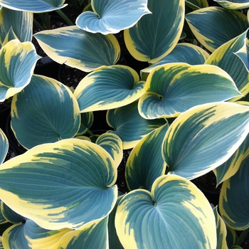 Hosta - Hosta 'First Frost' 