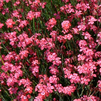 Dianthus deltoides (Maiden Pinks) - Dianthus 'Brilliant' Dianthus deltoides (Maiden Pinks) - Dianthus 'Brilliant'