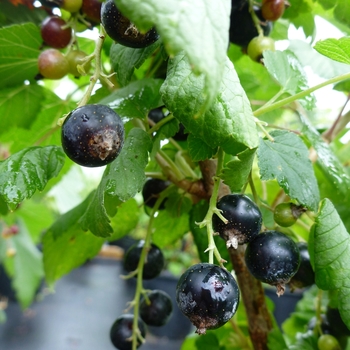 Ribes nigrum - Currant 'Black'