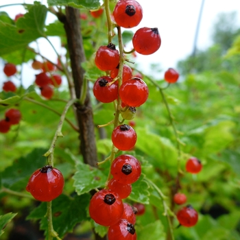 Ribes rubrum - Currant 'Red'