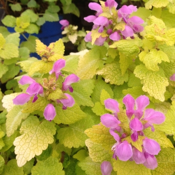 Lamium maculatum - Lamium 'Aureum' 