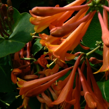 Lonicera x brownii - Honeysuckle 'Dropmore Scarlet'
