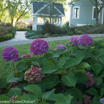 Reblooming Hydrangea - Let's Dance® Rave®