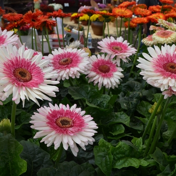  - Gerbera