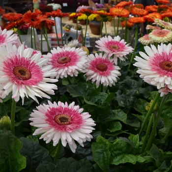  - Cut Gerbera