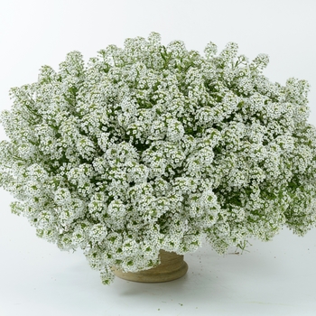 Lobularia - Alyssum 