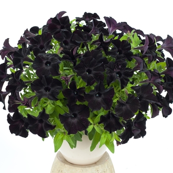 Petunia hybrida - Petunia 'Black Ray'
