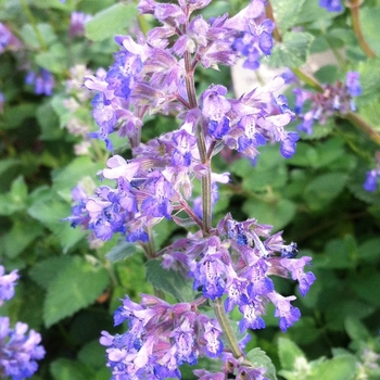 Nepeta - Catmint 'Multiple Varieties'
