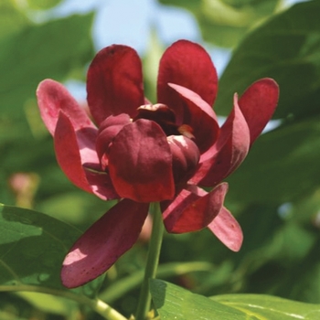 Calycanthus x 'Aphrodite' - Sweetshrub