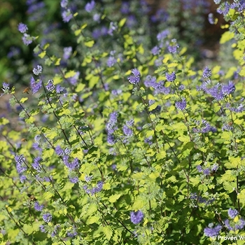 Caryopteris incana - Sunshine Blue® II