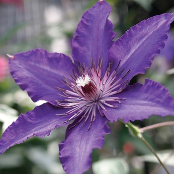 Clematis - Marie Louise Jensen™
