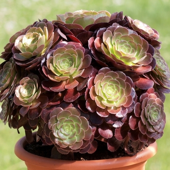 Aeonium arboreum "Zwartkop" - Aeonium