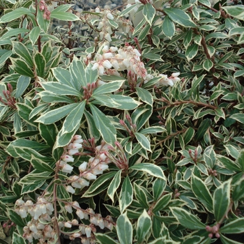 Pieris japonica 'Mountain Fire' - Pieris