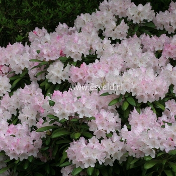 Rhododendron hybrid - Rhododendron 'Crete'