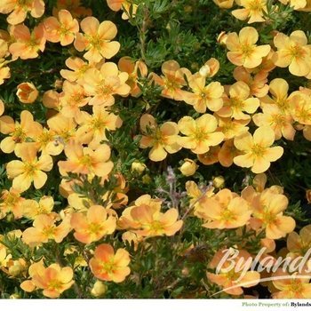 Potentilla fruticosa - Potentilla 'Mango Tango'