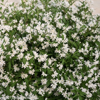 Deutzia - Yuki Snowflake