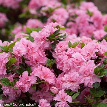Azalea 'Bloom-A-Thon Double Pink' - Reblooming Azalea