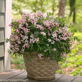 Deutzia x 'Yuki Cherry Blossom' - Deutzia