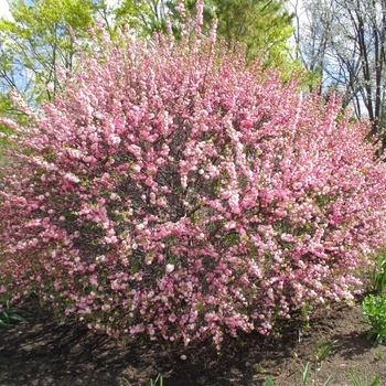 Prunus multiplex - Plum 'Double Flowering'