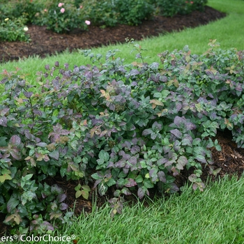 Spiraea media 'Blue Kazoo' - Double Play Kazoo Spirea