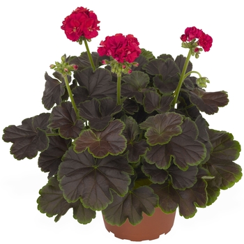 Pelargonium hortorum - Geranium 'Brocade Cherry Night'