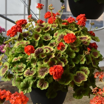 Pelargonium hortorum - Geranium 'Brocade Fire'