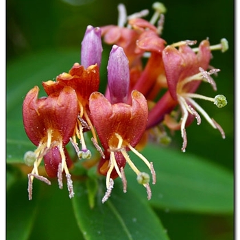 Lonicera 'Henryi' - Honeysuckle Vine