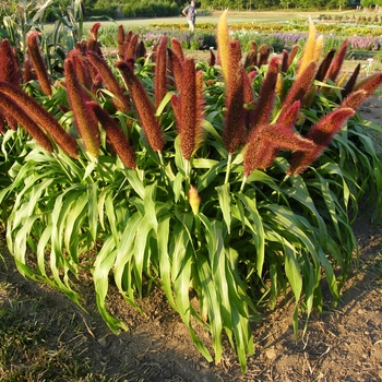 Milium effusum - Millet 'Jade Princess'
