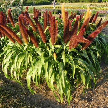 Milium effusum - 'Jade Princess' Millet