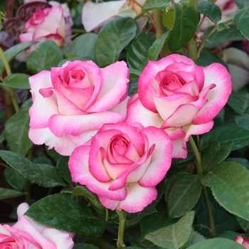 Rosa - Rose 'Miss Congeniality'